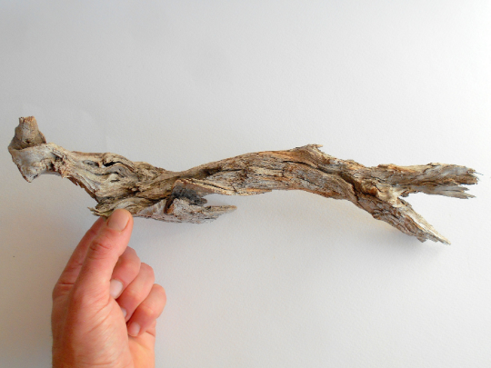 This piece of wood is perfect for art crafting. It is an art itself. It is ramified and is a size of about 15&#39;&#39; long x 3&#39;&#39; wide ( 38 x 8 cm.). This is a naturally formed driftwood with a unique surface formed in a forest in the Rhodopes Mountain in Southern Europe- country Bulgaria. This piece of wood has been formed for many years and time has exposed the inner parts of the old tree branch. 