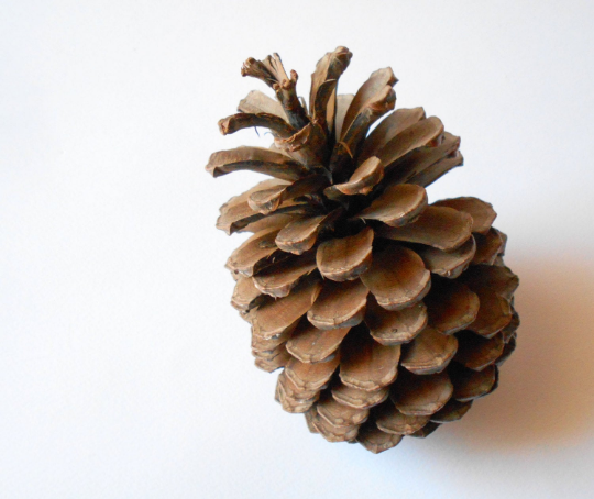 5 Xtra Large Pine Cones For Crafts or Decorations