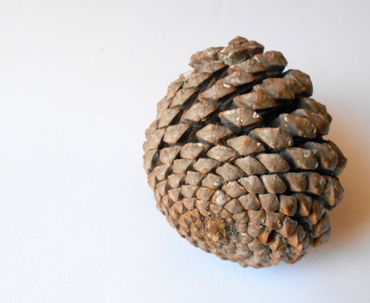 Natural pine cone from Greece- Large Pinecone 4.5 inch high and 3 inch diameter- Wedding Pine Cones, Pine Cone supply , Pine Cone Decor