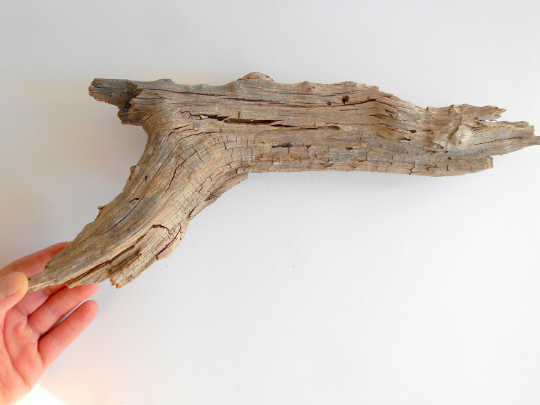 Driftwood from pine tree- Unique wood piece -old rustic wood decor- wood supply- natural forest decoration- naturally twisted wood