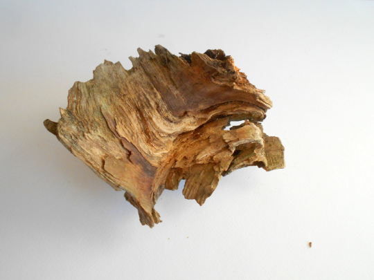 twisted driftwood from pine tree for terrariums decoration, natural wood from the forest