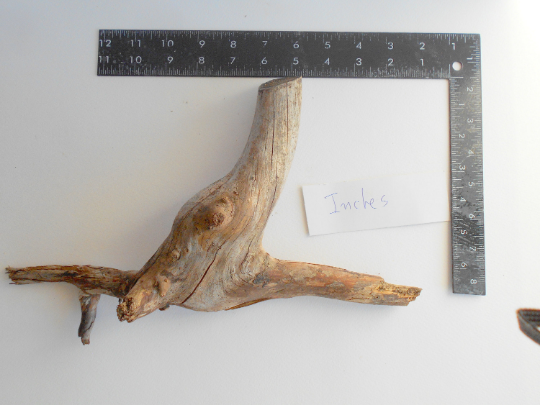 twisted driftwood from pine tree for terrariums decoration, natural cracked wood from the fores