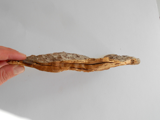 twisted driftwood from pine tree for terrariums decoration, natural cracked wood from the forest