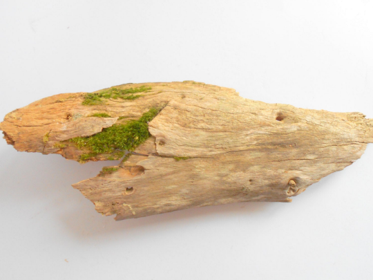 Driftwood with live moss- Unique wood piece -old rustic wood decor- wood supply- natural forest decoration