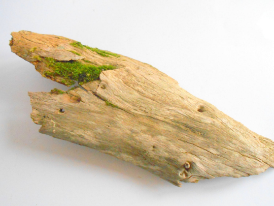 Driftwood with live moss- Unique wood piece -old rustic wood decor- wood supply- natural forest decoration