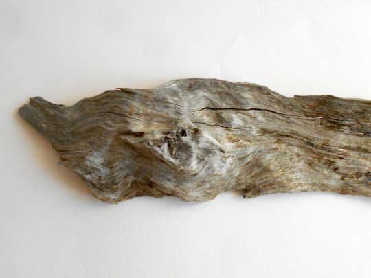 twisted driftwood from pine tree for terrariums decoration, natural cracked wood from the forest