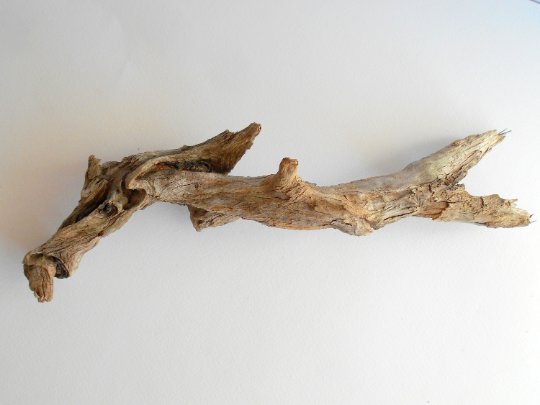 This piece of wood is perfect for art crafting. It is an art itself. It is ramified and is a size of about 15&#39;&#39; long x 3&#39;&#39; wide ( 38 x 8 cm.). This is a naturally formed driftwood with a unique surface formed in a forest in the Rhodopes Mountain in Southern Europe- country Bulgaria. This piece of wood has been formed for many years and time has exposed the inner parts of the old tree branch. 