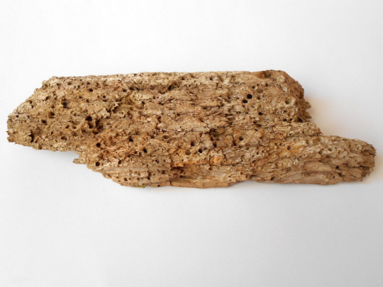 Unique driftwood peice- river driftwood piece with bark beetles holes- decorative driftwood plate- wood supply- beach crafting