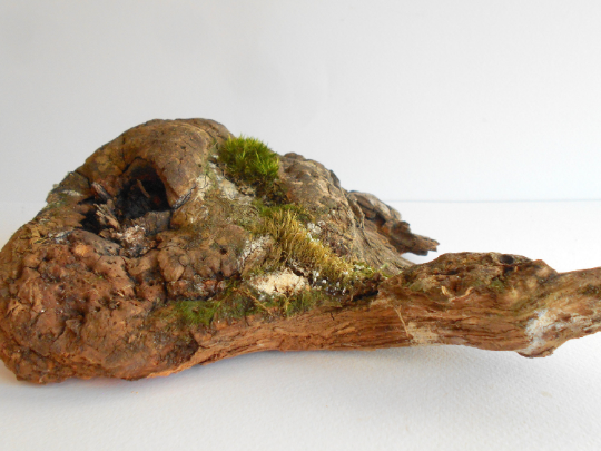 This is a naturally formed One-Of-A-Kind driftwood with unique surface and live moss formed in a forest in the Rhodopes Mountain in Southern Europe- country Bulgaria. Dimensions: 12&#39;&#39; long 8&#39;&#39; wide and 4&#39;&#39; in height when laying down on its base