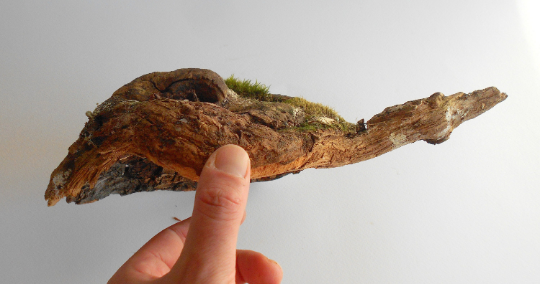 This is a naturally formed One-Of-A-Kind driftwood with unique surface and live moss formed in a forest in the Rhodopes Mountain in Southern Europe- country Bulgaria. Dimensions: 12&#39;&#39; long 8&#39;&#39; wide and 4&#39;&#39; in height when laying down on its base