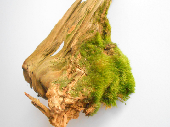Driftwood pine branch with live moss- Unique wood piece -old rustic wood decor- wood supply- natural forest decoration