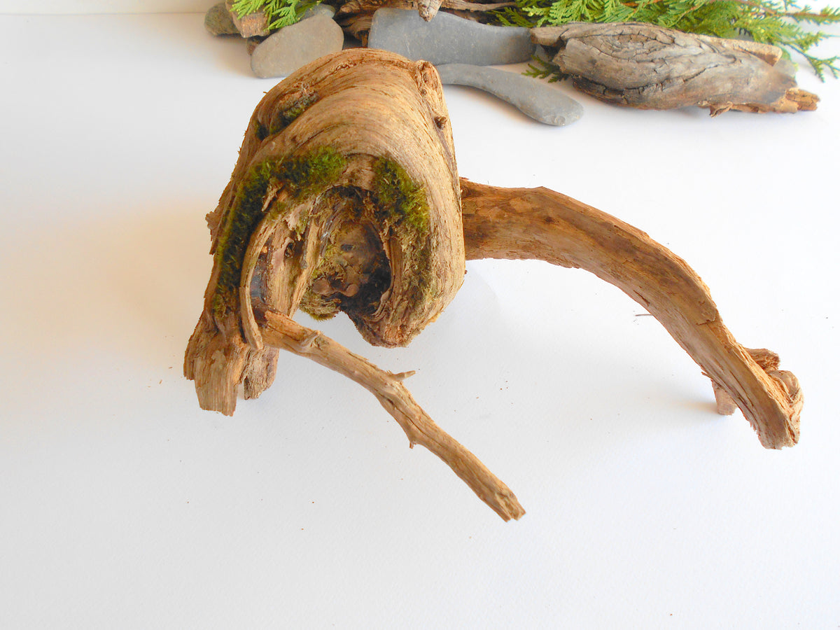 twisted driftwood from pine tree for terrariums decoration, natural cracked wood from the forest, dragon wooden decor