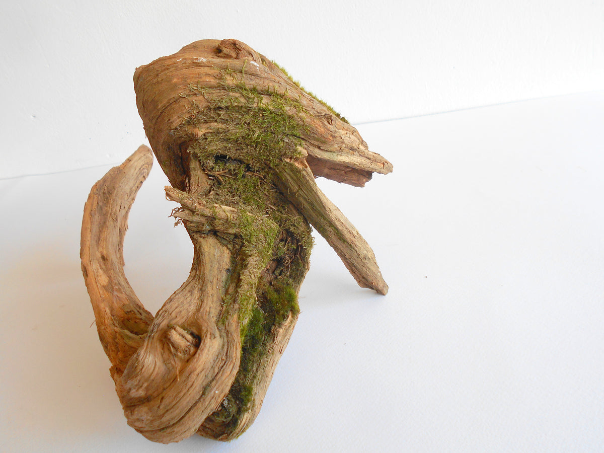 twisted driftwood from pine tree for terrariums decoration, natural cracked wood from the forest, dragon wooden decor