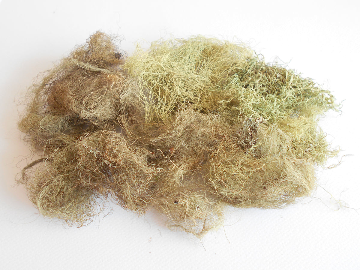 Dried lichen moss- Greenish dried tree lichen- decoration craft material- forest supplies- natural organic terrarium supplies- from Europe