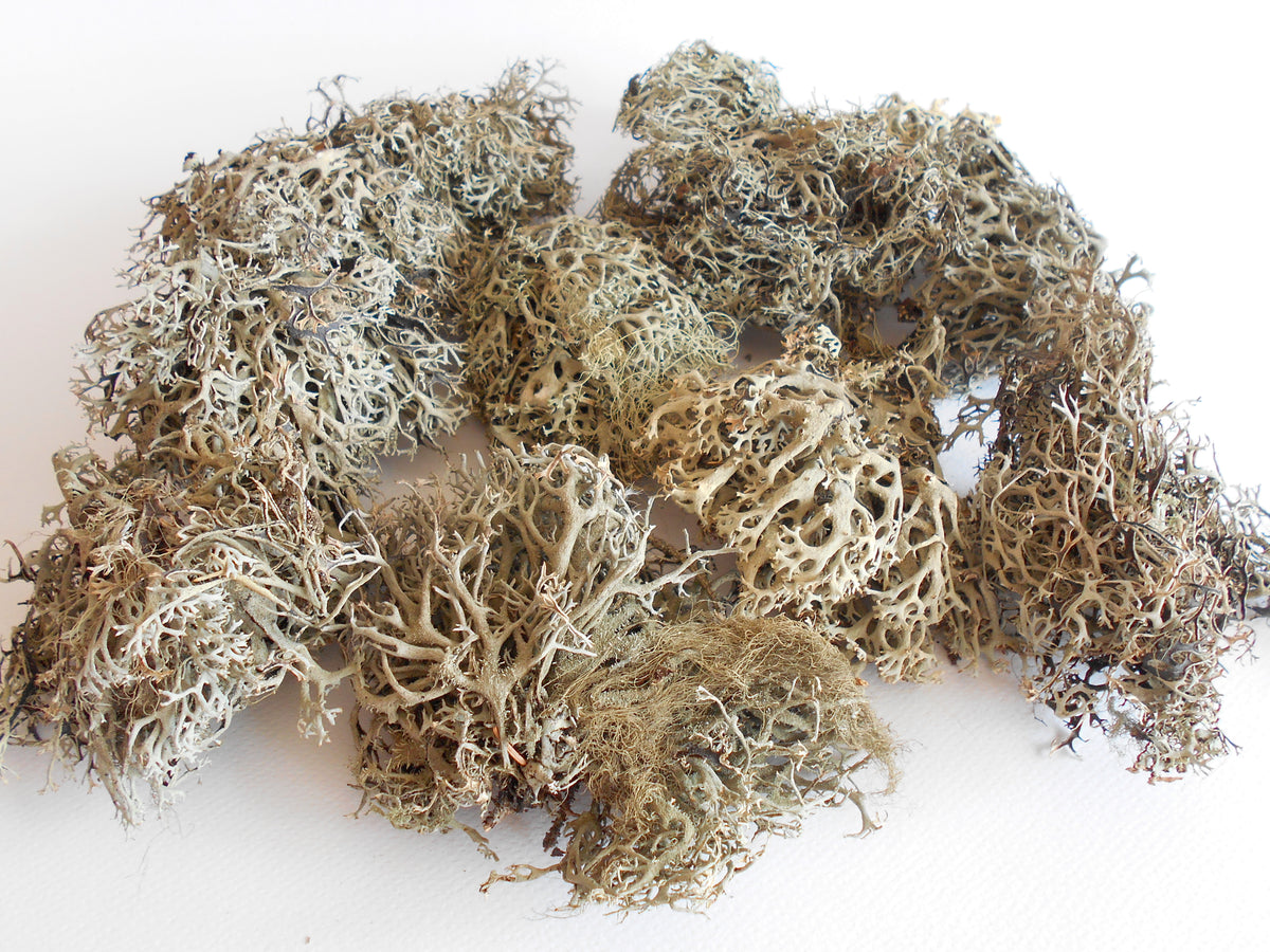 Dried lichen moss-1/2 oz- Gray dried tree lichen- decoration craft material- forest supplies- natural organic terrarium supplies- from Europe