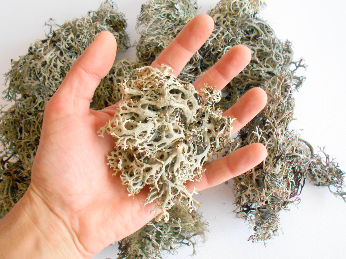 Dried lichen moss-1/2 oz- Gray dried tree lichen- decoration craft material- forest supplies- natural organic terrarium supplies- from Europe