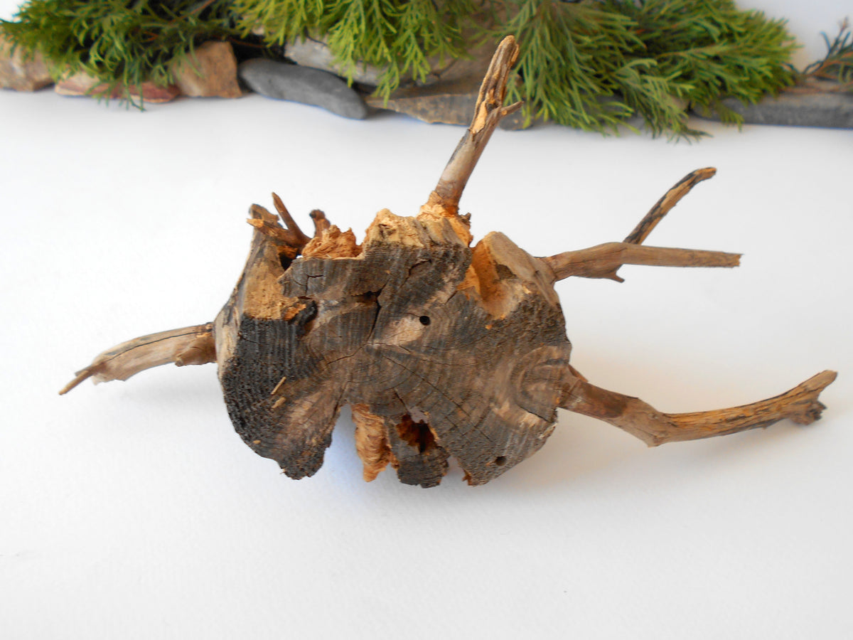 This is a naturally formed driftwood with a unique surface formed in a forest in the Rhodopes Mountain in Southern Europe- country Bulgaria. This piece of wood has been formed for many years and time has exposed the inner parts of the old tree wood.