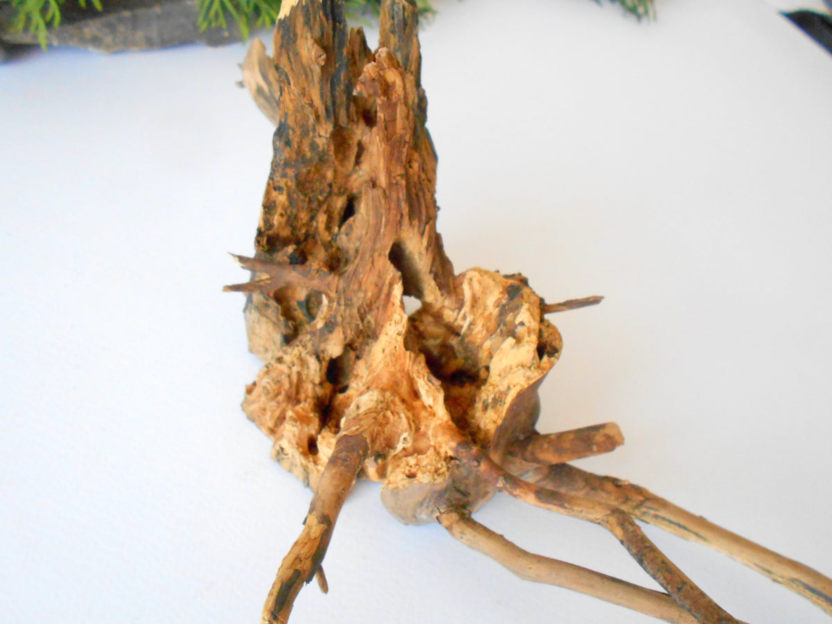 This is a naturally formed driftwood with a unique surface formed in a forest in the Rhodopes Mountain in Southern Europe- country Bulgaria. This piece of wood has been formed for many years and time has exposed the inner parts of the old tree wood.