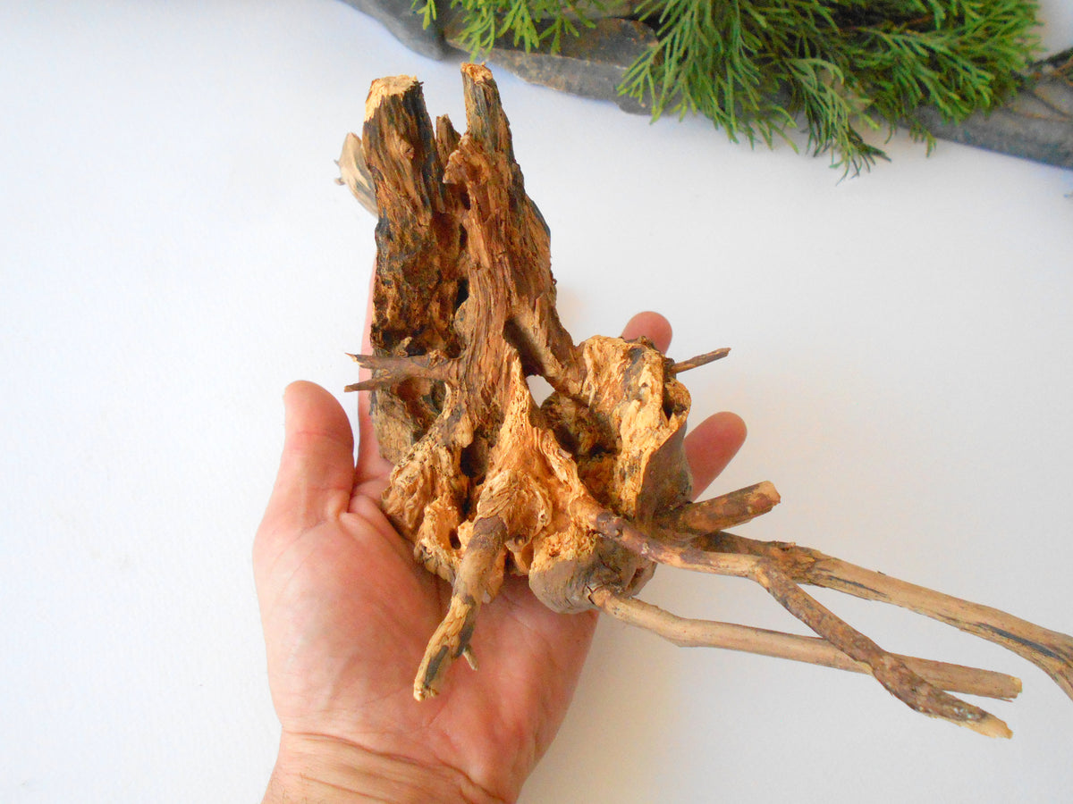 This is a naturally formed driftwood with a unique surface formed in a forest in the Rhodopes Mountain in Southern Europe- country Bulgaria. This piece of wood has been formed for many years and time has exposed the inner parts of the old tree wood.