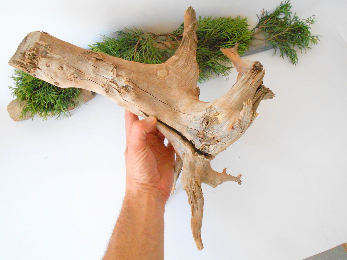 This is a naturally formed driftwood with a unique surface formed in a forest in the Rhodopes Mountain in Southern Europe- country Bulgaria. This piece of wood has been formed for many years and time has exposed the inner parts of the old tree wood. It is an old tre trunk with some roots that became a driftwood.