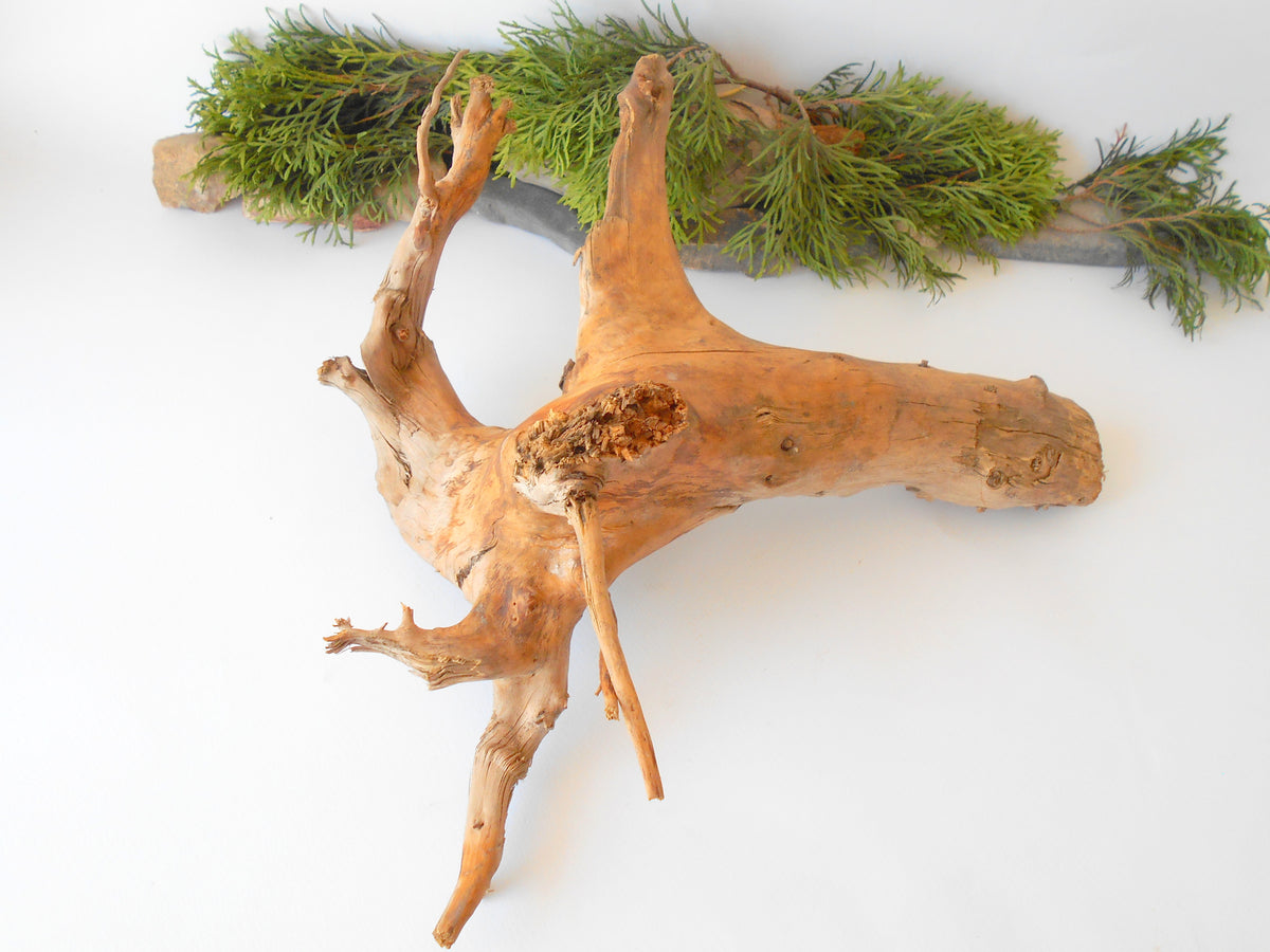 This is a naturally formed driftwood with a unique surface formed in a forest in the Rhodopes Mountain in Southern Europe- country Bulgaria. This piece of wood has been formed for many years and time has exposed the inner parts of the old tree wood. It is an old tre trunk with some roots that became a driftwood.