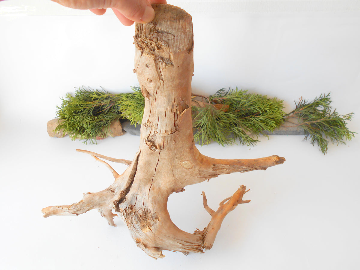 This is a naturally formed driftwood with a unique surface formed in a forest in the Rhodopes Mountain in Southern Europe- country Bulgaria. This piece of wood has been formed for many years and time has exposed the inner parts of the old tree wood. It is an old tre trunk with some roots that became a driftwood.