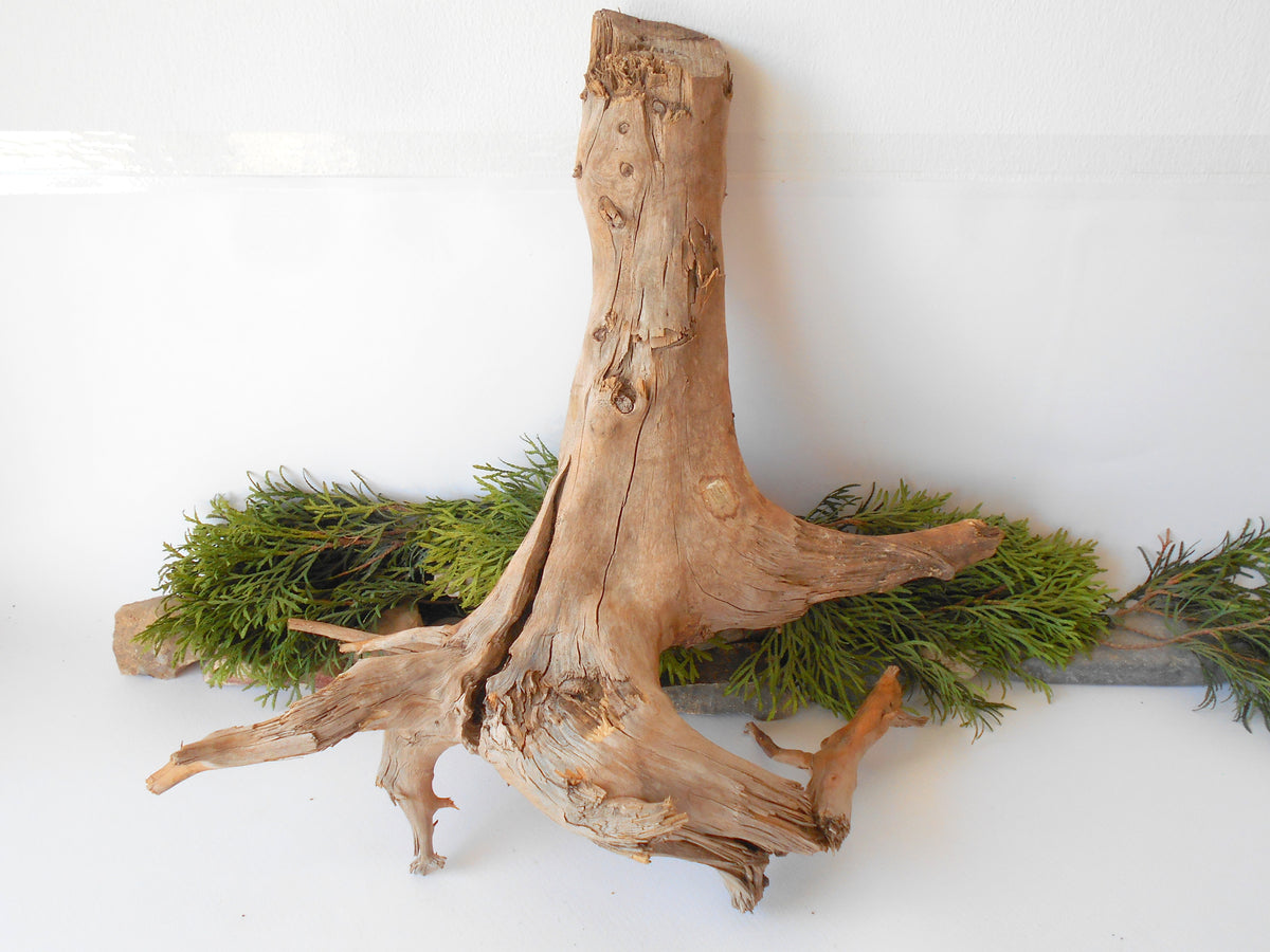 This is a naturally formed driftwood with a unique surface formed in a forest in the Rhodopes Mountain in Southern Europe- country Bulgaria. This piece of wood has been formed for many years and time has exposed the inner parts of the old tree wood. It is an old tre trunk with some roots that became a driftwood.