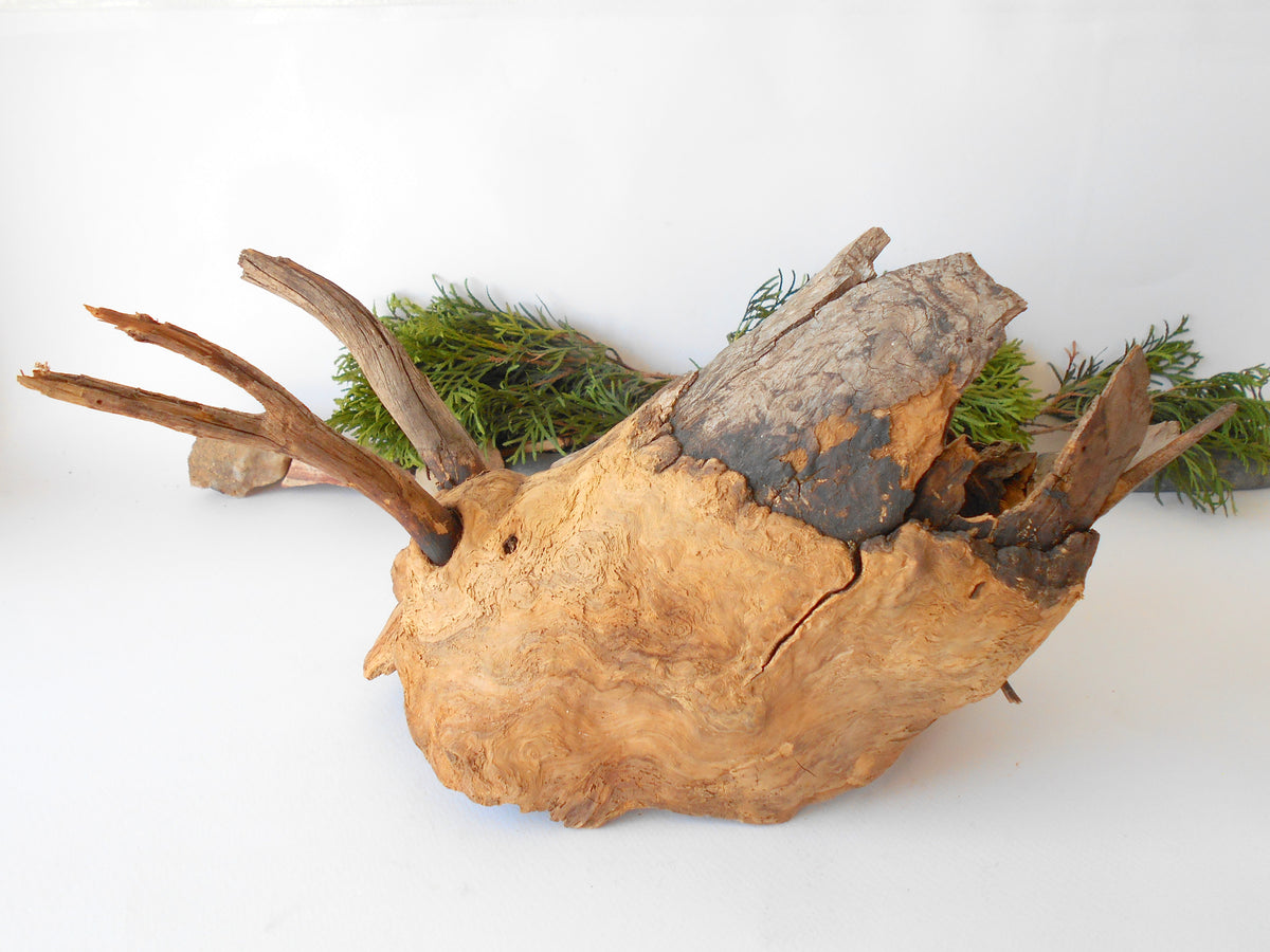 This is a naturally formed driftwood with a unique surface formed in a forest in the Rhodopes Mountain in Southern Europe- country Bulgaria. This piece of wood has been formed for many years and time has exposed the inner parts of the old tree wood. It is an old tre trunk with some branches that became a driftwood.