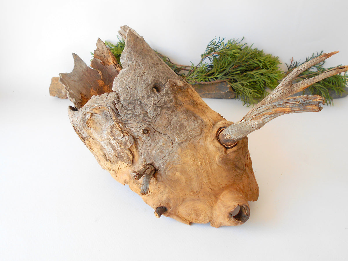 This is a naturally formed driftwood with a unique surface formed in a forest in the Rhodopes Mountain in Southern Europe- country Bulgaria. This piece of wood has been formed for many years and time has exposed the inner parts of the old tree wood. It is an old tre trunk with some branches that became a driftwood.