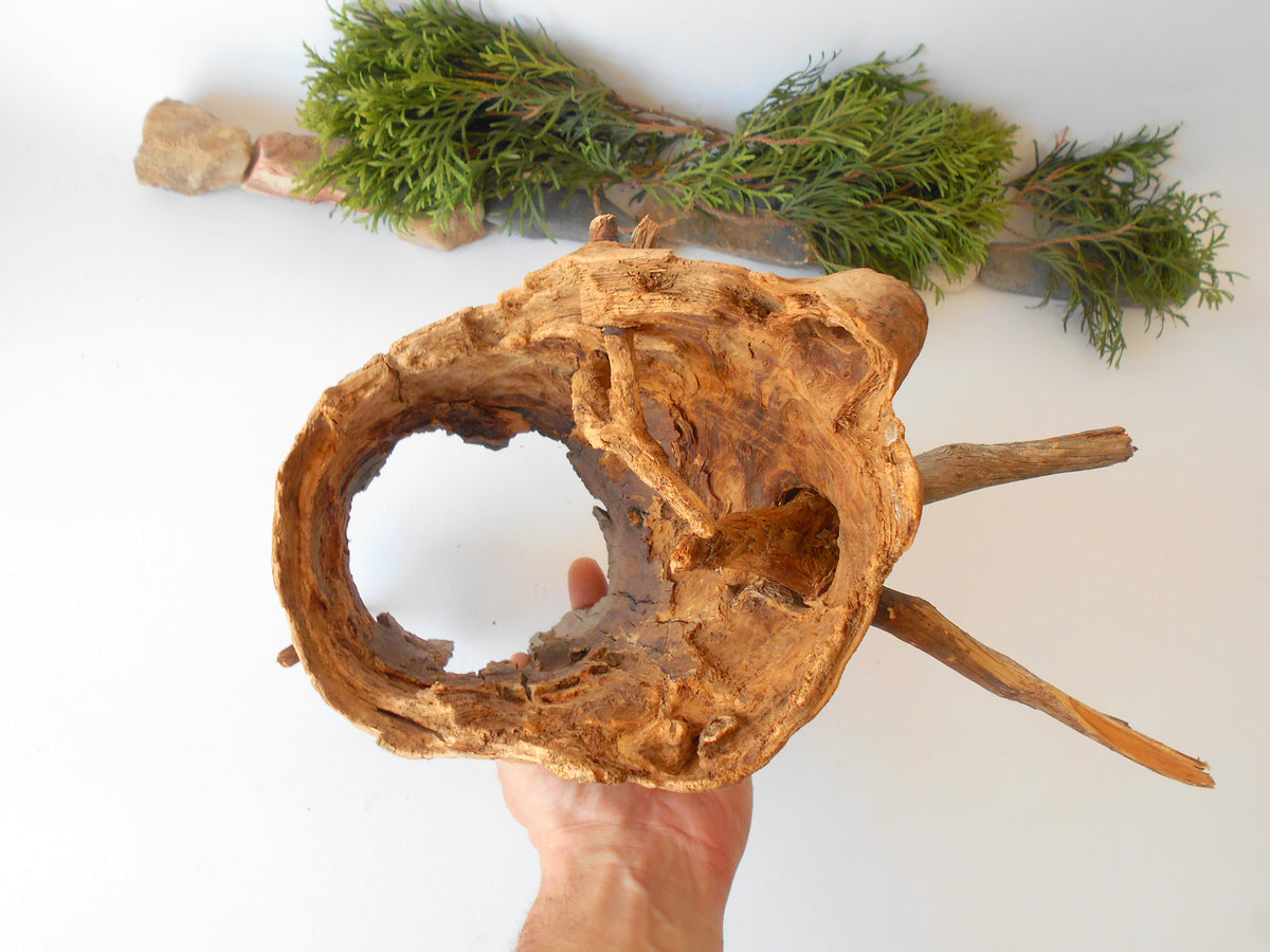 This is a naturally formed driftwood with a unique surface formed in a forest in the Rhodopes Mountain in Southern Europe- country Bulgaria. This piece of wood has been formed for many years and time has exposed the inner parts of the old tree wood. It is an old tre trunk with some branches that became a driftwood.