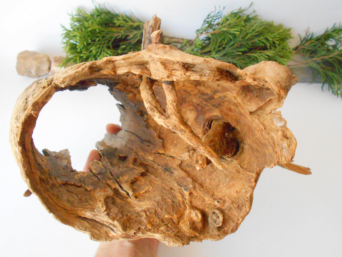 This is a naturally formed driftwood with a unique surface formed in a forest in the Rhodopes Mountain in Southern Europe- country Bulgaria. This piece of wood has been formed for many years and time has exposed the inner parts of the old tree wood. It is an old tre trunk with some branches that became a driftwood.