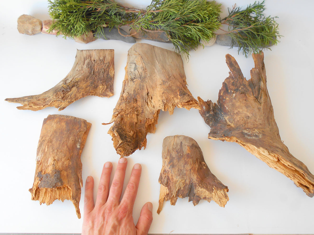 These are 5 naturally formed driftwood with a unique surface formed in a forest in the Rhodopes Mountain in Southern Europe- country Bulgaria. This piece of wood has been formed for many years and time has exposed the inner parts of the old tree trunks.