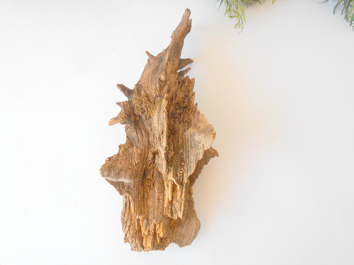 This is a naturally formed driftwood with a unique surface formed in a forest in the Rhodopes Mountain in Southern Europe- country Bulgaria. This piece of wood has been formed for many years and time has exposed the inner parts of the old tree wood. It is an old tre trunk with some roots that became a driftwood.