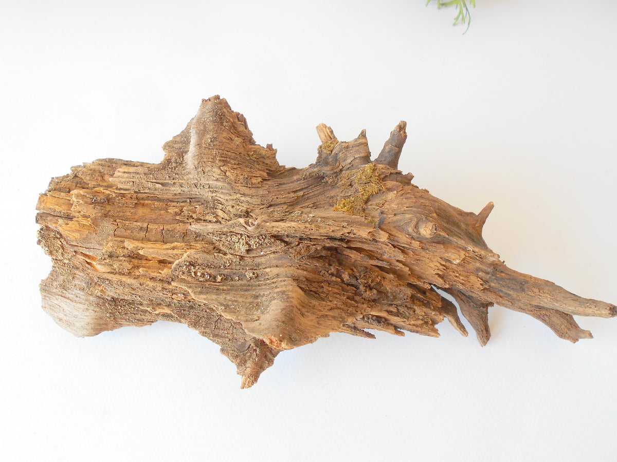 This is a naturally formed driftwood with a unique surface formed in a forest in the Rhodopes Mountain in Southern Europe- country Bulgaria. This piece of wood has been formed for many years and time has exposed the inner parts of the old tree wood. It is an old tre trunk with some roots that became a driftwood.