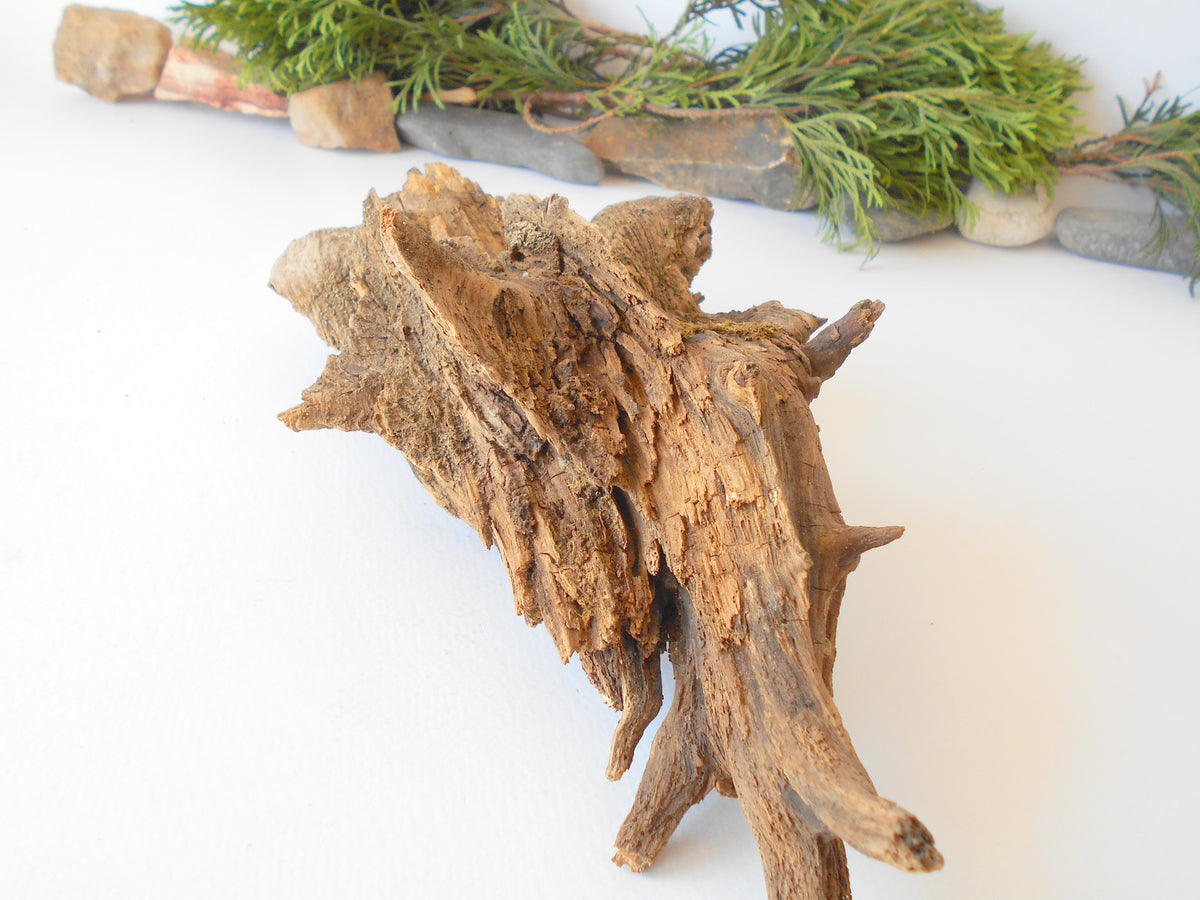 This is a naturally formed driftwood with a unique surface formed in a forest in the Rhodopes Mountain in Southern Europe- country Bulgaria. This piece of wood has been formed for many years and time has exposed the inner parts of the old tree wood. It is an old tre trunk with some roots that became a driftwood.