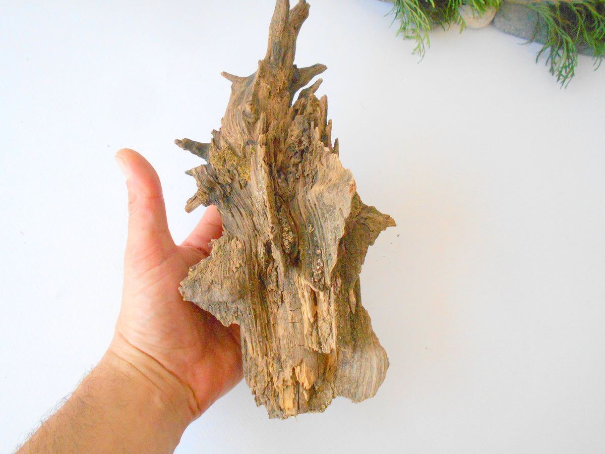 This is a naturally formed driftwood with a unique surface formed in a forest in the Rhodopes Mountain in Southern Europe- country Bulgaria. This piece of wood has been formed for many years and time has exposed the inner parts of the old tree wood. It is an old tre trunk with some roots that became a driftwood.