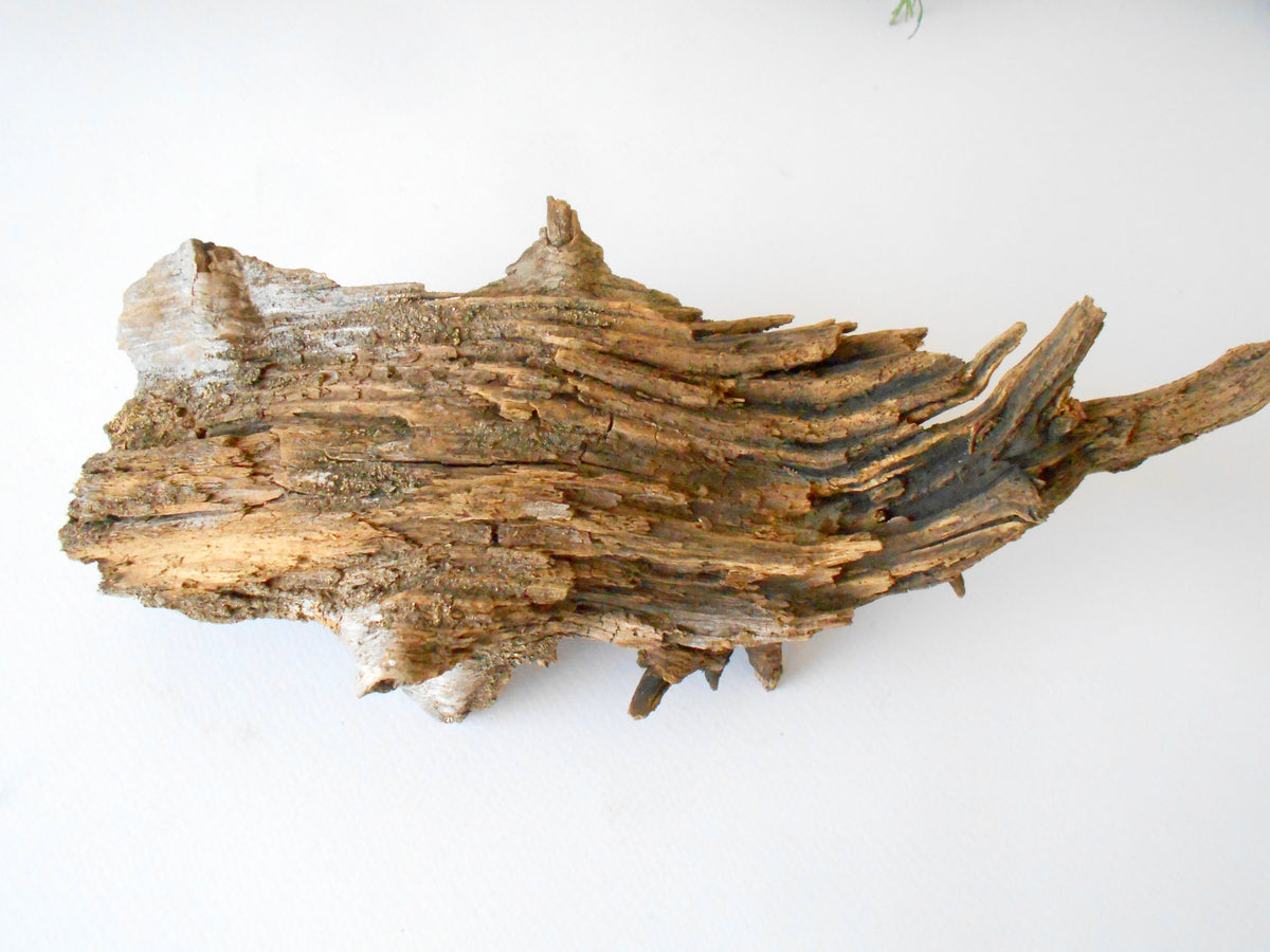 This is a naturally formed driftwood with a unique surface formed in a forest in the Rhodopes Mountain in Southern Europe- country Bulgaria. This piece of wood has been formed for many years and time has exposed the inner parts of the old tree wood. It is an old tre trunk with some roots that became a driftwood.