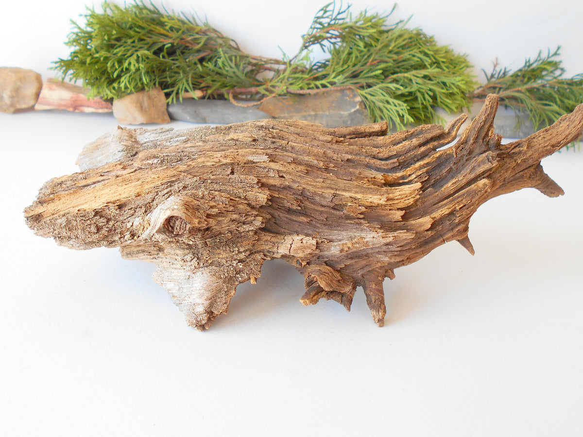 This is a naturally formed driftwood with a unique surface formed in a forest in the Rhodopes Mountain in Southern Europe- country Bulgaria. This piece of wood has been formed for many years and time has exposed the inner parts of the old tree wood. It is an old tre trunk with some roots that became a driftwood.