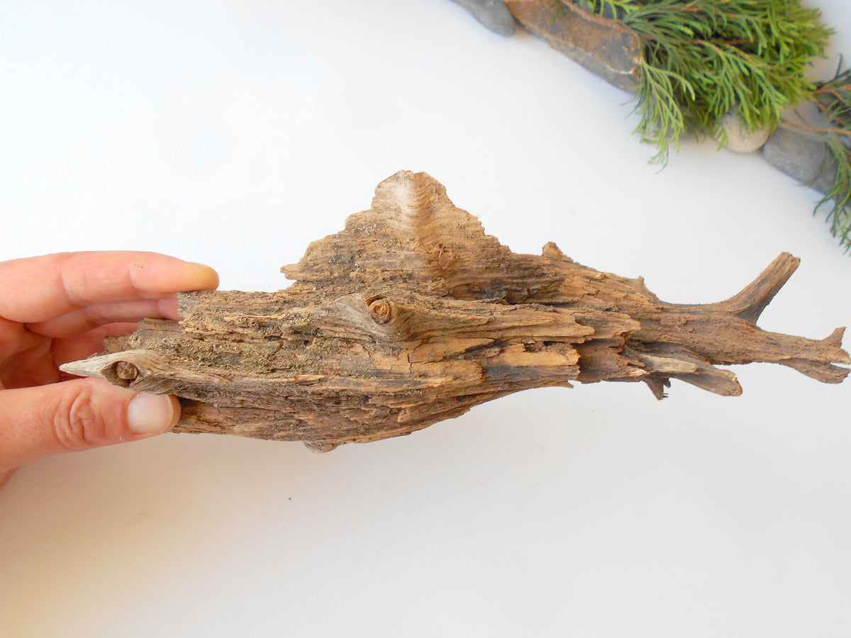 This is a naturally formed driftwood with a unique surface formed in a forest in the Rhodopes Mountain in Southern Europe- country Bulgaria. This piece of wood has been formed for many years and time has exposed the inner parts of the old tree wood. It is an old tre trunk with some roots that became a driftwood.