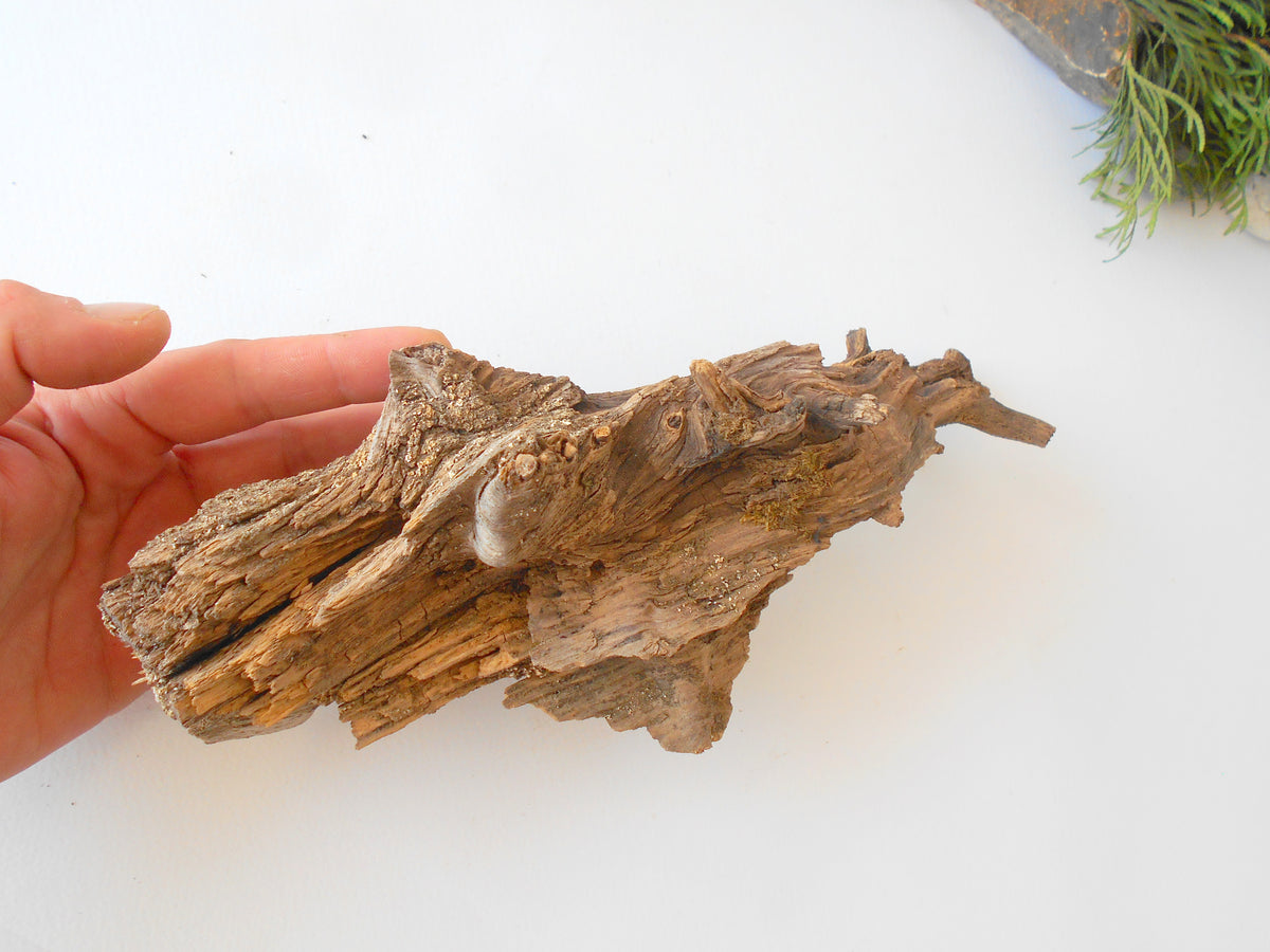 This is a naturally formed driftwood with a unique surface formed in a forest in the Rhodopes Mountain in Southern Europe- country Bulgaria. This piece of wood has been formed for many years and time has exposed the inner parts of the old tree wood. It is an old tre trunk with some roots that became a driftwood.