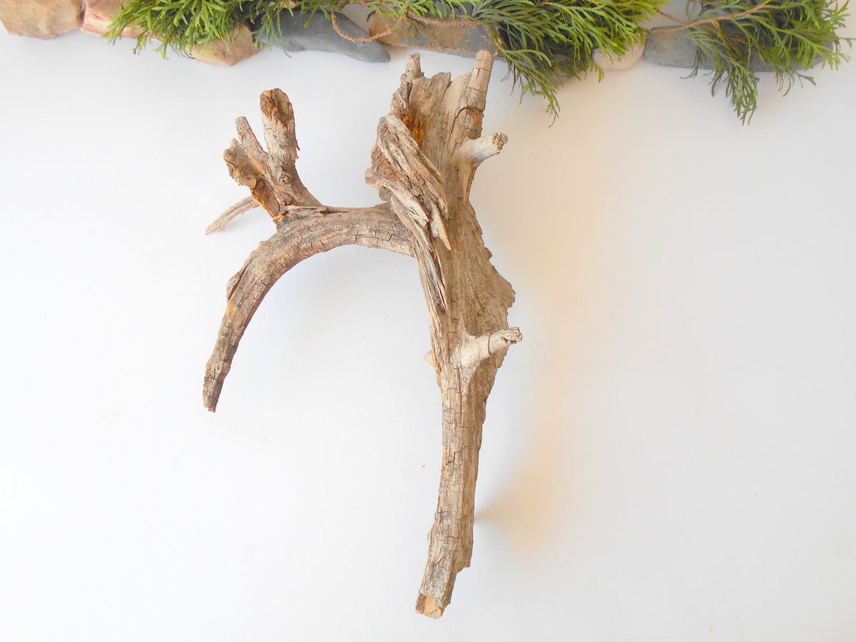 This is a naturally formed driftwood with a unique surface formed in a forest in the Rhodopes Mountain in Southern Europe- country Bulgaria. It looks like the head of an vulture bird, isn&#39;t it? This piece of wood has been formed for many years and time has exposed the inner parts of the old tree wood.&amp;nbsp;