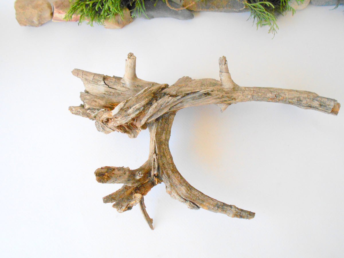 This is a naturally formed driftwood with a unique surface formed in a forest in the Rhodopes Mountain in Southern Europe- country Bulgaria. It looks like the head of an vulture bird, isn&#39;t it? This piece of wood has been formed for many years and time has exposed the inner parts of the old tree wood.&amp;nbsp;