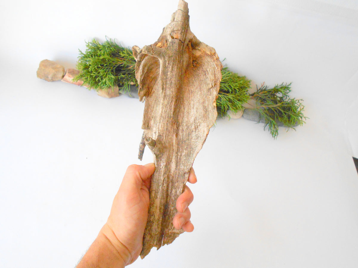 This is a naturally formed driftwood with a unique surface formed in a forest in the Rhodopes Mountain in Southern Europe- country Bulgaria. It looks like the head of an vulture bird, isn&#39;t it? This piece of wood has been formed for many years and time has exposed the inner parts of the old tree wood.&amp;nbsp;