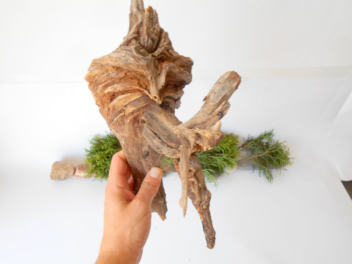 This is a naturally formed driftwood with a unique surface formed in a forest in the Rhodopes Mountain in Southern Europe- country Bulgaria. It looks like the head of an vulture bird, isn&#39;t it? This piece of wood has been formed for many years and time has exposed the inner parts of the old tree wood.&amp;nbsp;