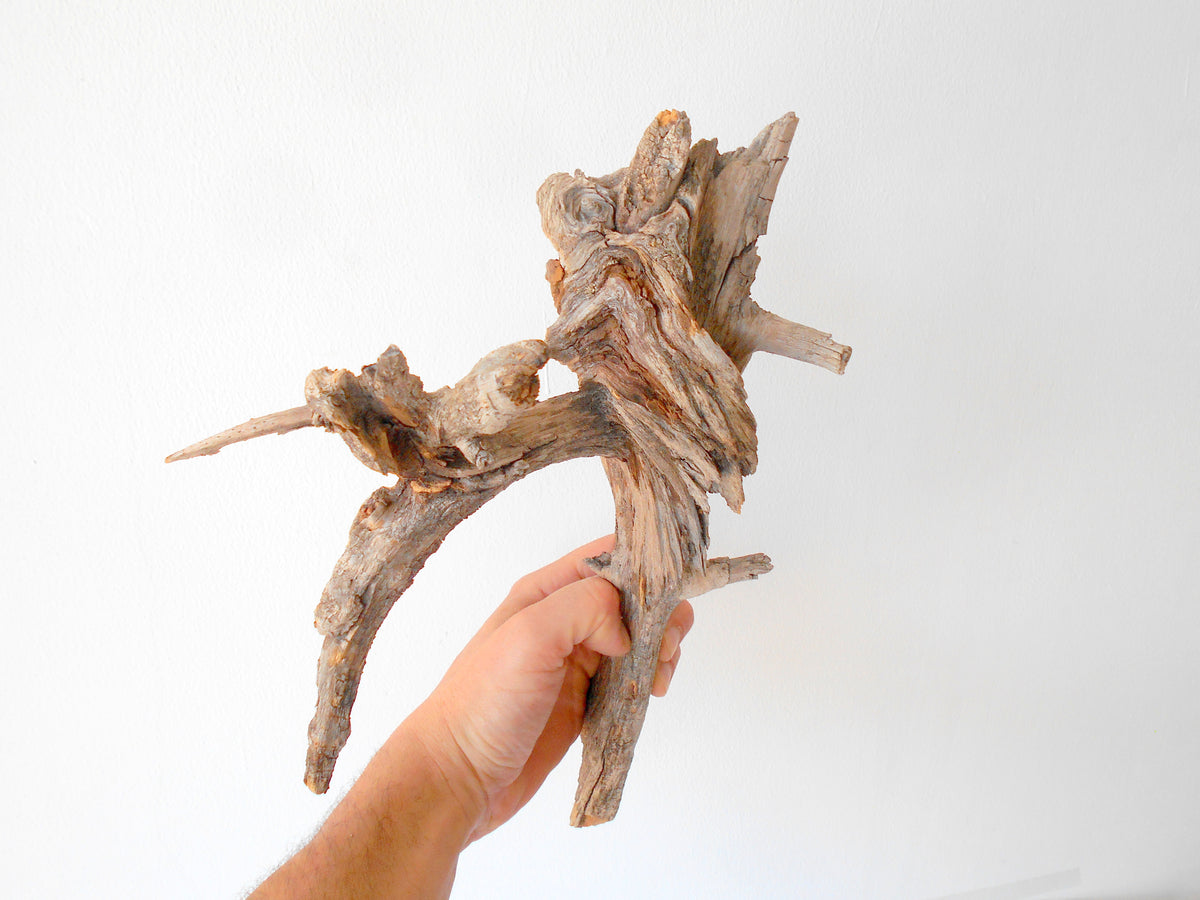 This is a naturally formed driftwood with a unique surface formed in a forest in the Rhodopes Mountain in Southern Europe- country Bulgaria. It looks like the head of an vulture bird, isn&#39;t it? This piece of wood has been formed for many years and time has exposed the inner parts of the old tree wood.&amp;nbsp;