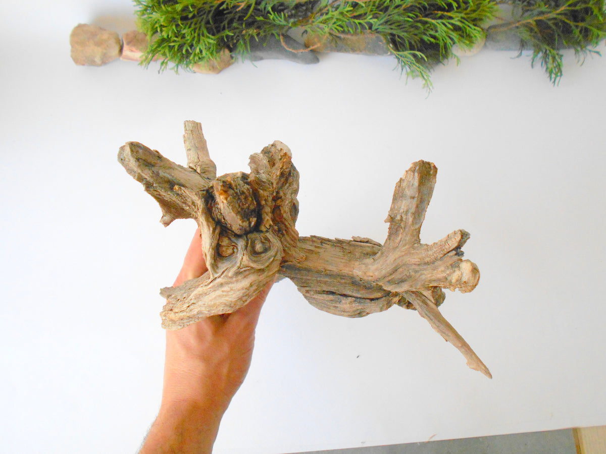 This is a naturally formed driftwood with a unique surface formed in a forest in the Rhodopes Mountain in Southern Europe- country Bulgaria. It looks like the head of an vulture bird, isn&#39;t it? This piece of wood has been formed for many years and time has exposed the inner parts of the old tree wood.&amp;nbsp;