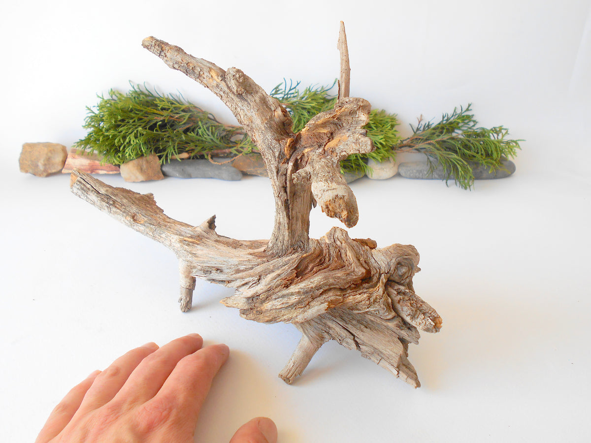 This is a naturally formed driftwood with a unique surface formed in a forest in the Rhodopes Mountain in Southern Europe- country Bulgaria. It looks like the head of an vulture bird, isn&#39;t it? This piece of wood has been formed for many years and time has exposed the inner parts of the old tree wood.&amp;nbsp;