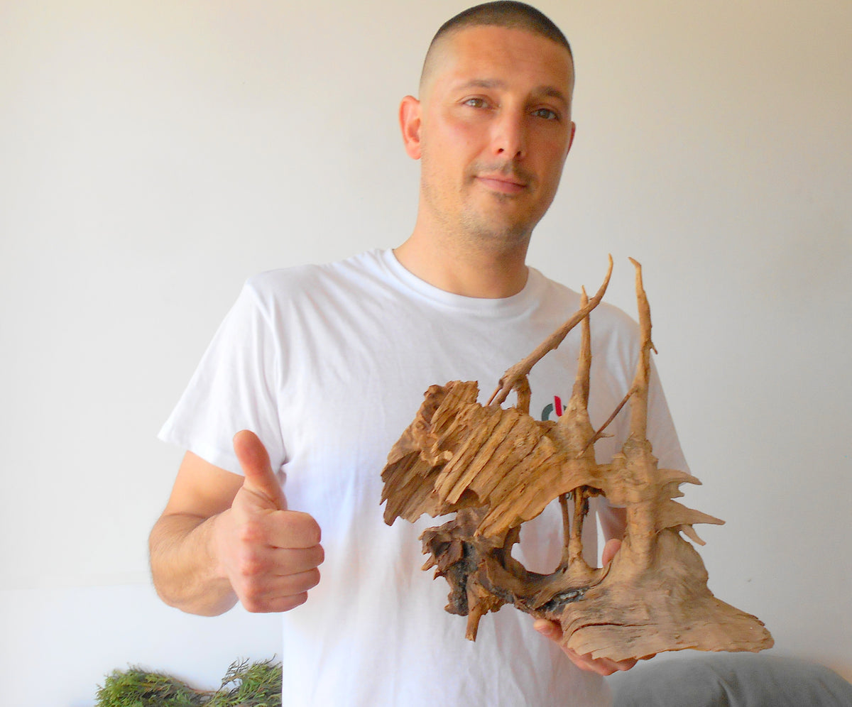 This is a naturally formed driftwood with a unique surface formed in a forest in the Rhodopes Mountain in Southern Europe- country Bulgaria. It looks like a Pirate ship, isn&#39;t it? This piece of wood has been formed for many years and time has exposed the inner parts of the old tree wood.&amp;nbsp;