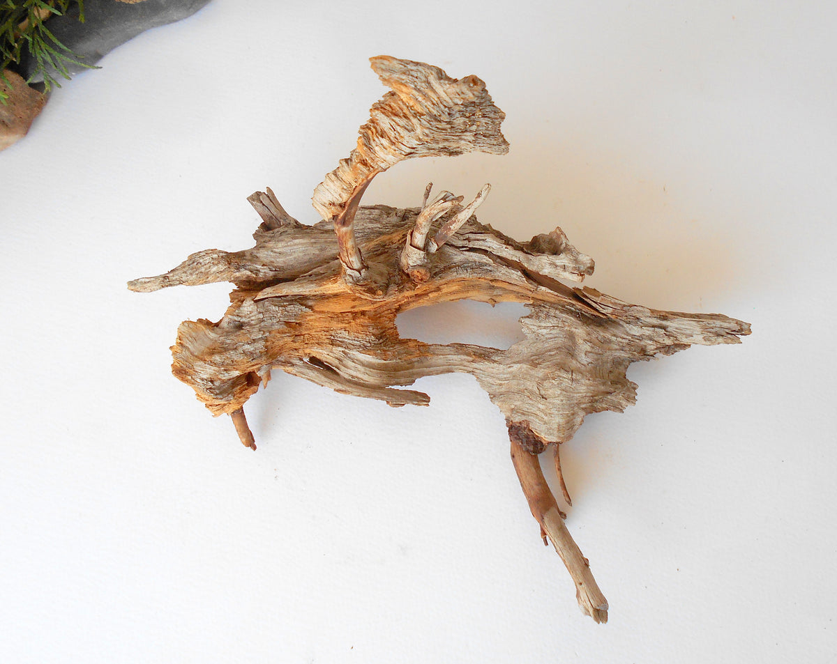 This is a naturally formed driftwood with a unique surface formed in a forest in the Rhodopes Mountain in Southern Europe- country Bulgaria. This piece of wood has been formed for many years and time has exposed the inner parts of the old tree wood. It is an old tre trunk with some roots that became a driftwood.