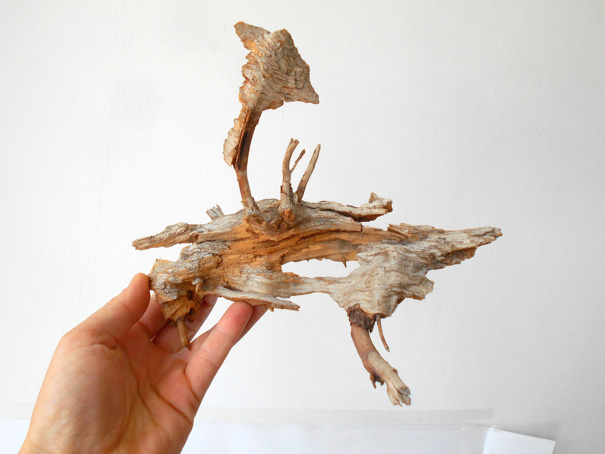 This is a naturally formed driftwood with a unique surface formed in a forest in the Rhodopes Mountain in Southern Europe- country Bulgaria. This piece of wood has been formed for many years and time has exposed the inner parts of the old tree wood. It is an old tre trunk with some roots that became a driftwood.